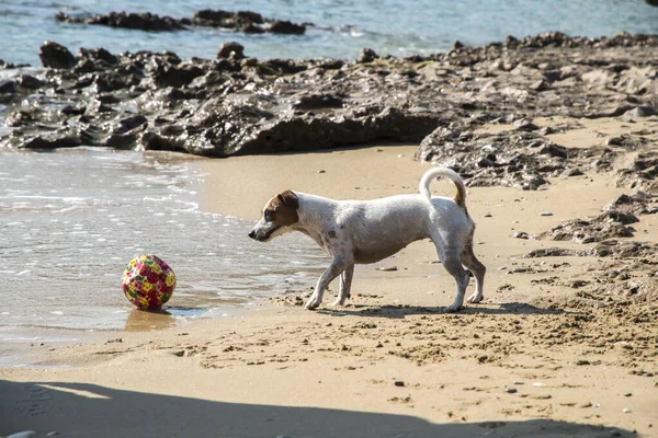 Joven Hembra Jack Russell Terrier Jugando Playa Arena Mar —  Fotos de Stock