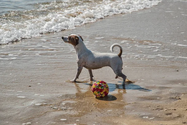 Joven Hembra Jack Russell Terrier Jugando Playa Arena Mar —  Fotos de Stock