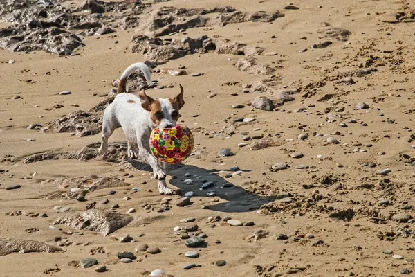 Giovane Femmina Jack Russell Terrier Giocare Sulla Spiaggia Sabbiosa Mare — Foto Stock