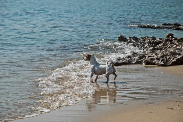 Młoda Kobieta Jack Russell Terrier Bawi Się Piaszczystej Plaży — Zdjęcie stockowe