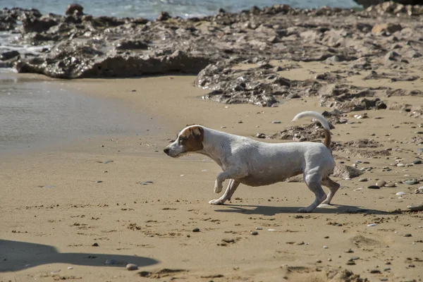 Fiatal Női Jack Russell Terrier Játszik Tenger Homokos Strandján — Stock Fotó