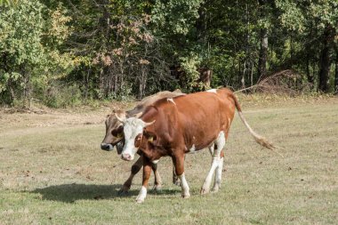 Güneşli bir günde çayırda otlayan inek sürüsü.
