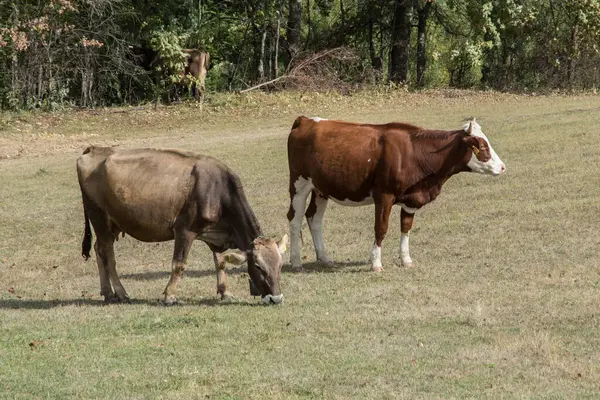 Herd Koeien Grazen Bergweide Zonnige Dag — Stockfoto