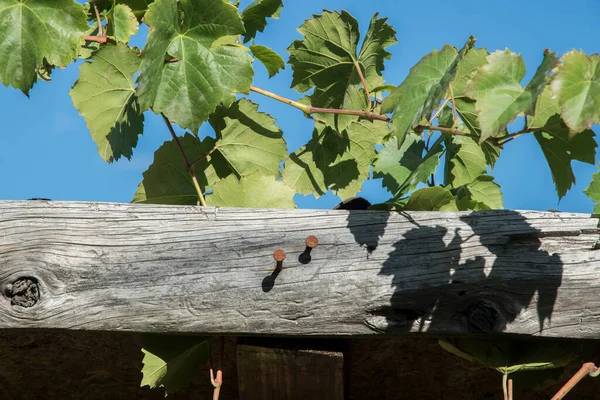 Vine Skjuter Runt Trä Grapevine Stöd Struktur Närbild Solig Dag — Stockfoto