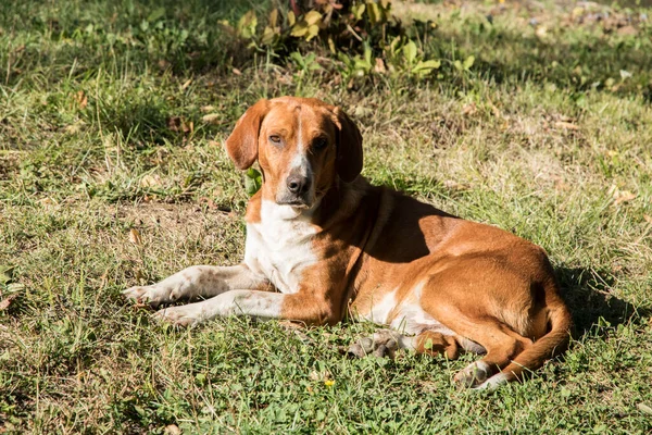 Blandad Ras Jakthund Ligger Grön Äng Solig Dag — Stockfoto