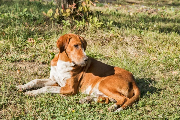 晴れた日に緑の牧草地に横たわっている混合品種の狩猟犬 — ストック写真