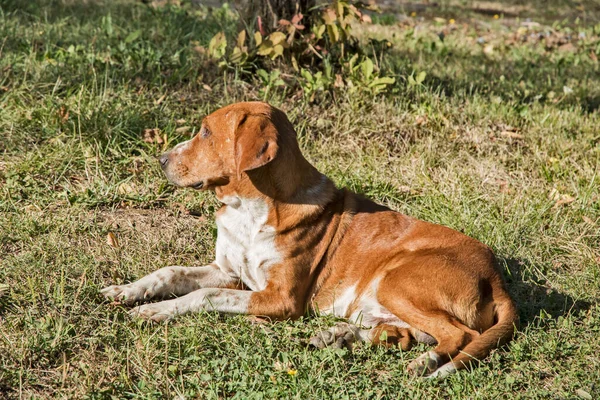 Μικτή Φυλή Κυνηγόσκυλο Βρίσκεται Στο Πράσινο Λιβάδι Στην Ηλιόλουστη Μέρα — Φωτογραφία Αρχείου