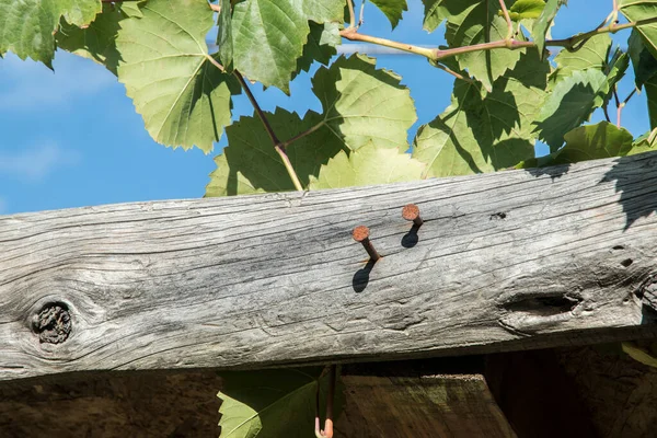 Виноградные Побеги Вокруг Опорного Сооружения Дерева Солнечный День — стоковое фото