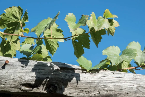 阳光明媚的日子里 木制葡萄藤支撑结构周围的葡萄藤枝丛生 — 图库照片
