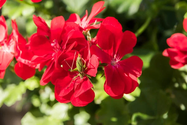 赤いゼラニウムの花を閉じ それにバッタを開花 — ストック写真