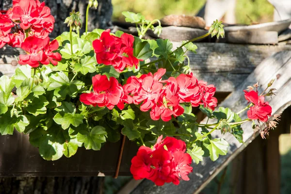 Blooming Vermelho Gerânio Closeup Como Fundo Floral — Fotografia de Stock