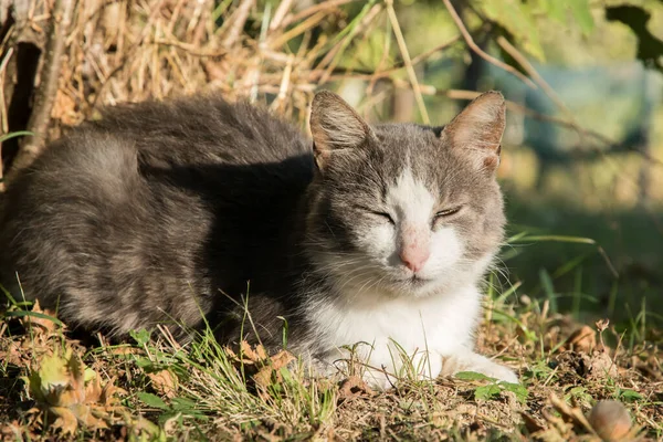 Gato País Deitado Prado Verde Dia Ensolarado Verão — Fotografia de Stock