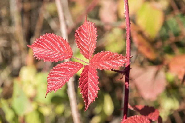 在阳光明媚的日子里 秋天的特写中 红色的黑莓叶 — 图库照片
