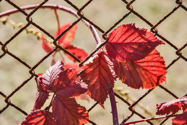 在阳光明媚的日子里 秋天的特写中 红色的黑莓叶 — 图库照片