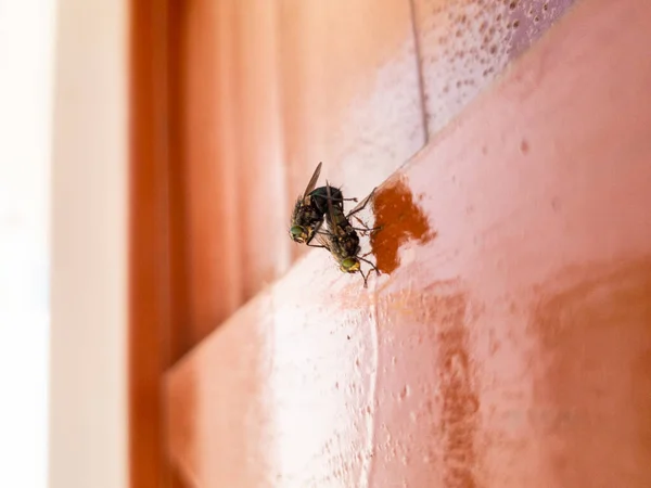 มุมมองด้านข้างของแมลงวันสองบ้านมีเซ็กซ์ มัสก้า อินคา . — ภาพถ่ายสต็อก