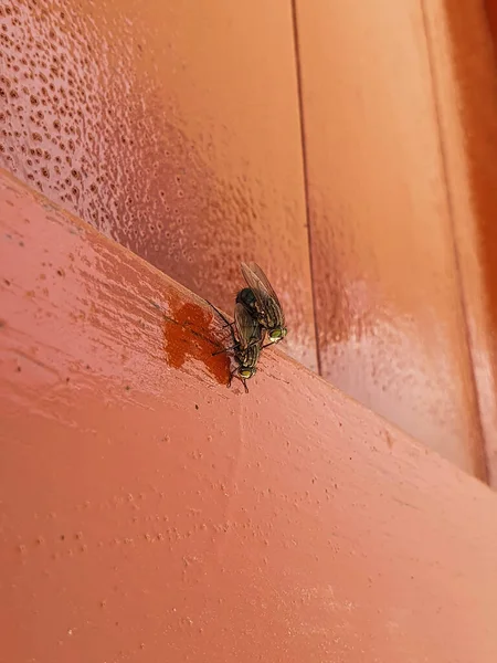 Side view of two house flies having sex, Musca domestica. — Stock fotografie