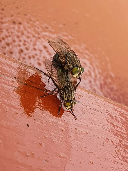 Side view of two house flies having sex, Musca domestica. — Fotografia de Stock