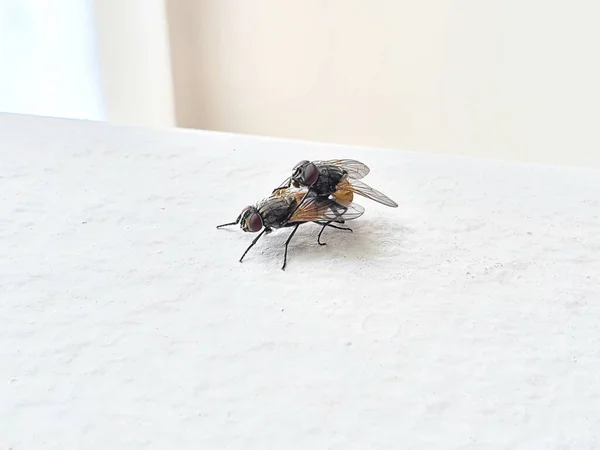 Side view of two house flies having sex, Musca domestica. — Zdjęcie stockowe