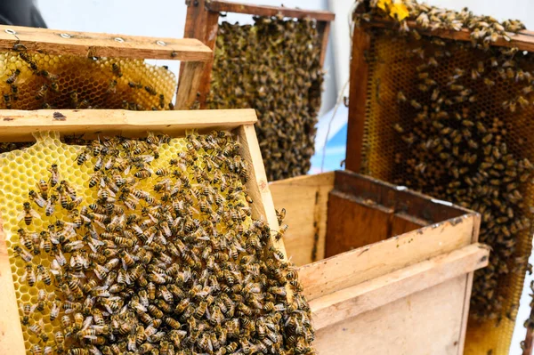 Group of bees in their natural habitat. — Stockfoto