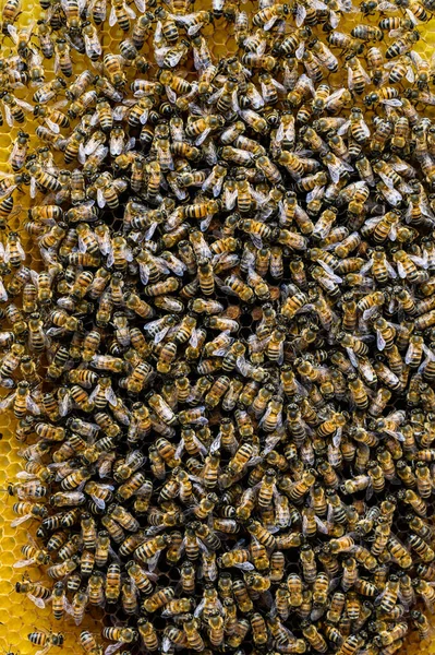 Group of bees in their natural habitat. — Stockfoto