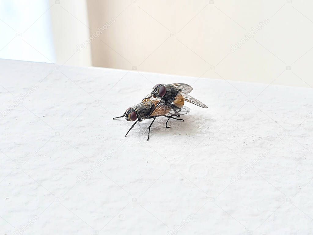 Side view of two house flies having sex, Musca domestica.