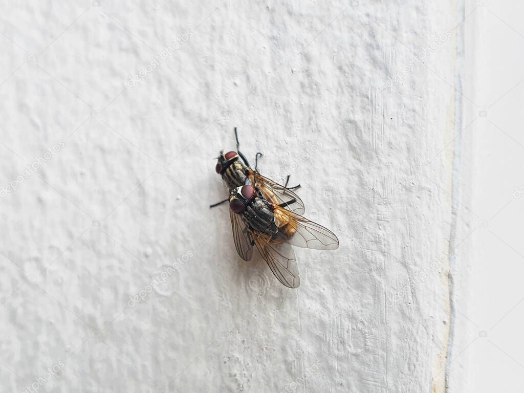 Side view of two house flies having sex, Musca domestica.