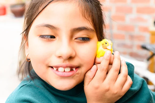 Un canario amarillo en manos de una chica. calvo pajarito. protección de la sensibilidad del cuidado. Imagen De Stock