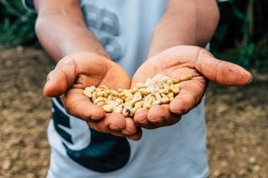 Kahve Çiftçisi Kahve Fasulyelerini Gösteriyor.