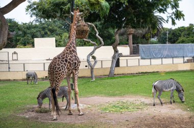 Wild giraffes and zebras eating together in an animal enclosure.