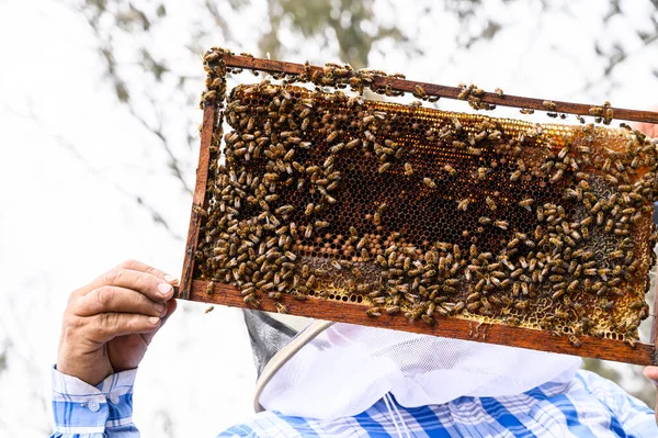 Ein Imker Hält Ein Gestell Mit Bienen Honigproduktion Bienenstock Der — Stockfoto