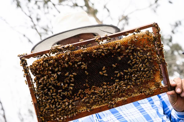 Pszczelarz Trzyma Ramę Pszczołami Produkcja Miodu Apiary Naturze Naturalne Jedzenie — Zdjęcie stockowe