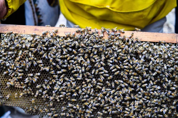 Ein Imker Hält Ein Gestell Mit Bienen Honigproduktion Bienenstock Der — Stockfoto