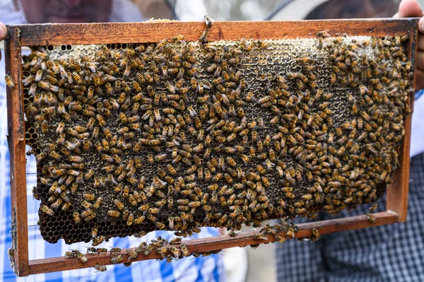 Pszczelarz Trzyma Ramę Pszczołami Produkcja Miodu Apiary Naturze Naturalne Jedzenie — Zdjęcie stockowe
