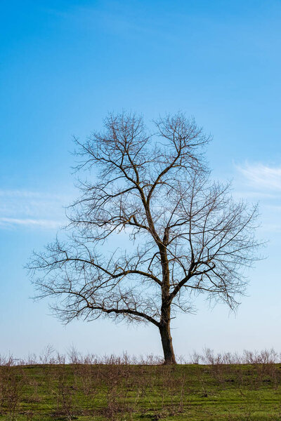 a tree without foliage grows lonely on the horizon against a blue sky. vertical photo. tree silhouette