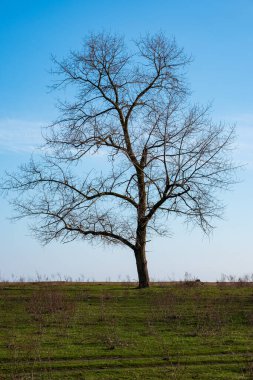 Ufukta mavi gökyüzüne karşı yalnız bir ağaç. Dikey fotoğraf. kuru sonbahar ağacı