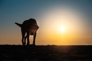 Deniz kıyısında batan güneşin ışınlarında bize doğru koşan bir köpeğin silueti. Gün batımında yürüyen bir köpek. Deniz kıyısında bir köpek