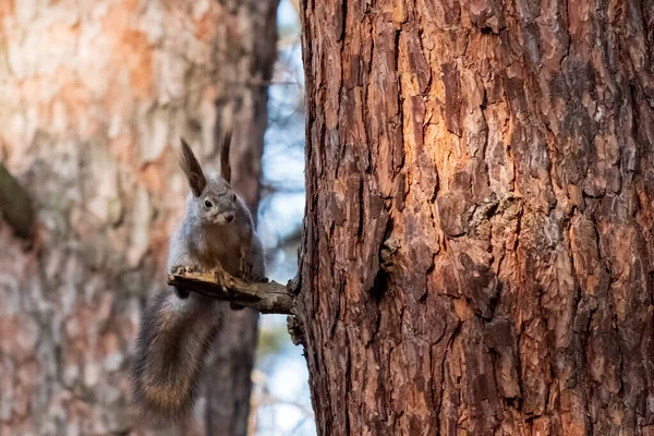 灰色のリスが木の枝の上に座ってよく見ています ふわふわの耳と尾 大きな松や動物は — ストック写真