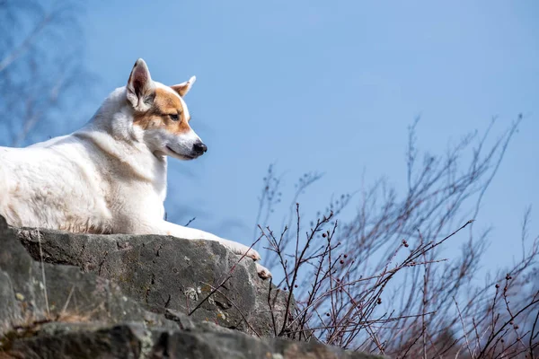 岩の上に寝そべっている犬が見下ろしている 乾燥した低木の近く 空の背景 — ストック写真