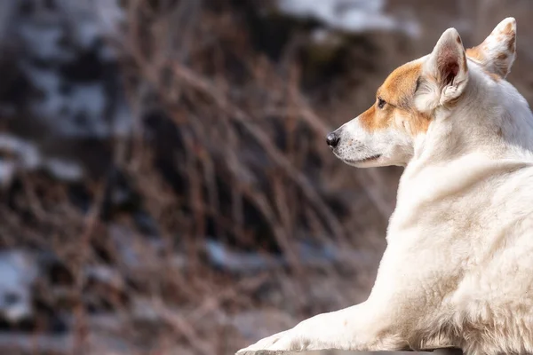 Cão Branco Mente Espera Contra Fundo Natureza Animal Orgulhoso — Fotografia de Stock