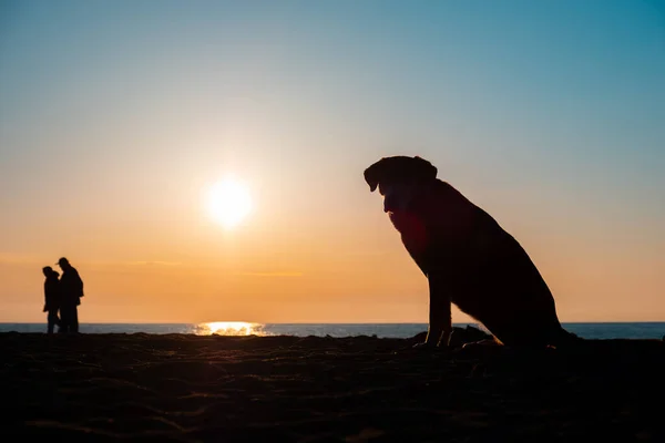 坐在海滨的一只狗 日落时在海滨的一只狗和它的主人的轮廓 那只狗在等主人 — 图库照片
