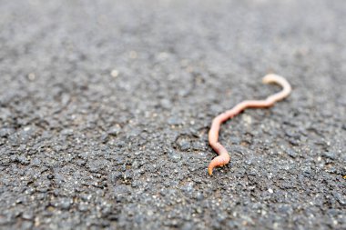 Sert bir yüzeydeki solucana yakın çekim. Solucanın odak dışı bir parçası. Bulanık değil keskin solucan