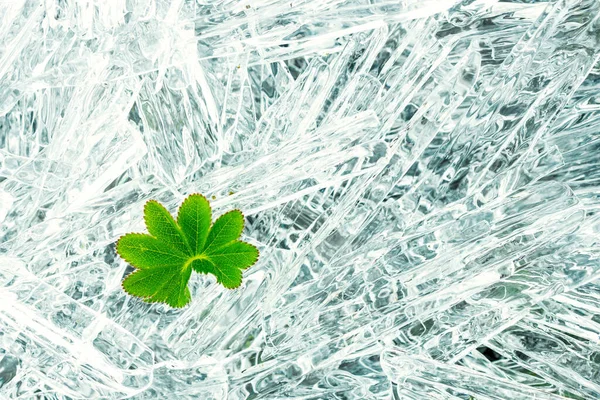 草と氷の針の明るい緑の葉 氷の寒さの緑の生活と — ストック写真