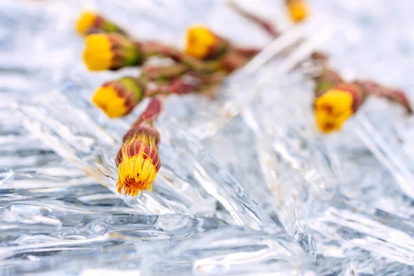 Gelbe Erste Blüten Hufeisen Auf Eisstücken Nadeleis Und Blumen — Stockfoto