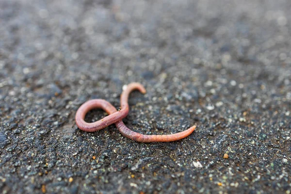 一只红色蚯蚓蜷缩在坚硬的表面上 蠕虫特写选择性聚焦 — 图库照片