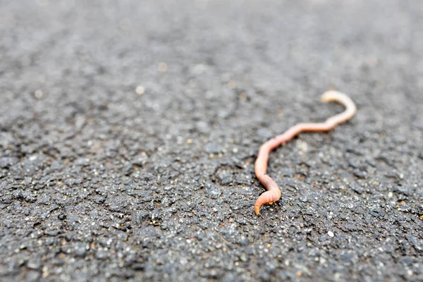 Close Van Een Worm Een Hard Oppervlak Een Deel Van — Stockfoto