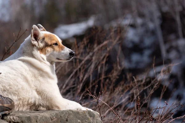 Biały Pies Leży Kamieniu Pod Jasnym Słońcem Patrzy Krzaki Jesienią — Zdjęcie stockowe