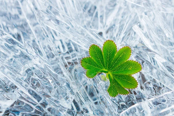 氷の針に緑の新鮮な草の葉 自然的背景 — ストック写真
