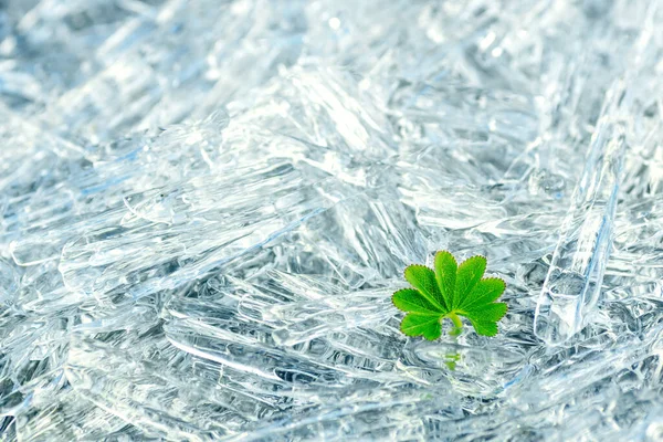 Маленький Зеленый Лист Травы Иглах Льда Холодный Слой Льда Живое — стоковое фото