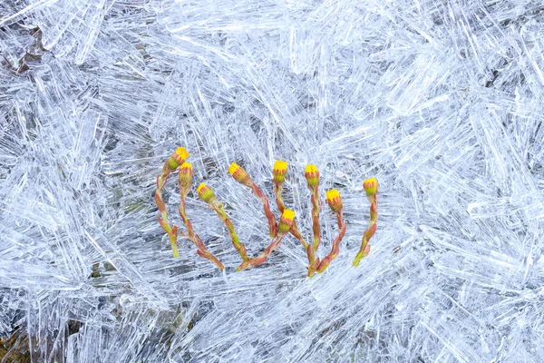 Gelbe Blüten Des Hufeisens Auf Kalten Eisbrocken Hintergrund Aus Eis — Stockfoto