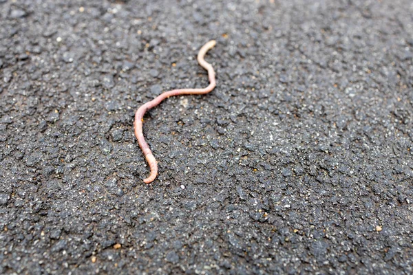 红色蚯蚓爬在沥青路面上 硬表面上的蠕虫 — 图库照片